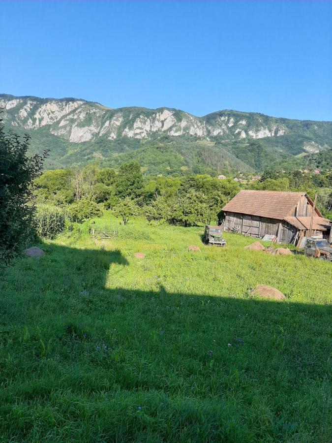 Pensiunea Codru Sălciua de Jos 外观 照片